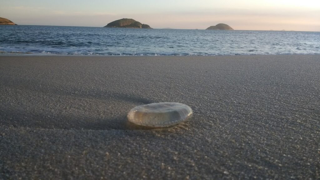 jellyfish, mar, beach-5378973.jpg